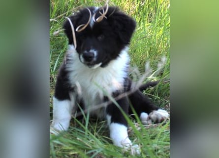 Australian Shepherd Welpe (reinrassig)