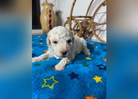 Lagotto Romagnolo Puppy FCI