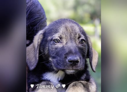 Timmy, Adam und Ajax suchen ein Zuhause