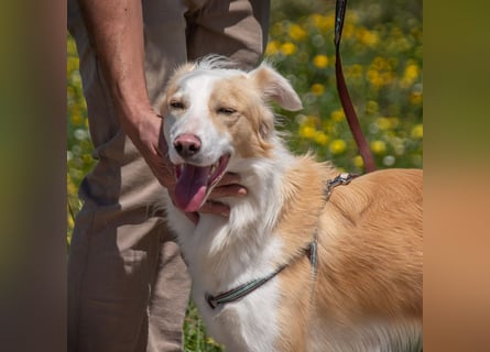 Paky – ein Traumhund aus Portugal