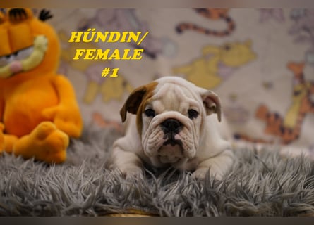 Wunderschöne & Freiatmende Englische Bulldogge Babys