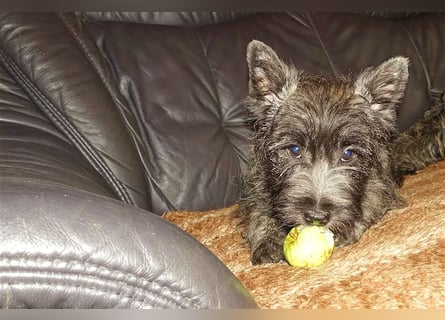 Cairn-Terrier-Welpen von-der-Iburg bietet sehr schönen Rüden