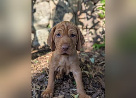 Ungarisch-Drahthaar-Welpen (UD) - Magyar Vizsla