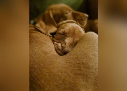 Magyar Vizsla Welpen suchen ab Mitte März ein neues liebevolles Zuhause