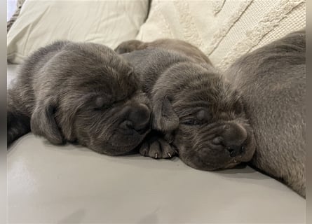 Cane Corso Welpen FCI Ahnentafel