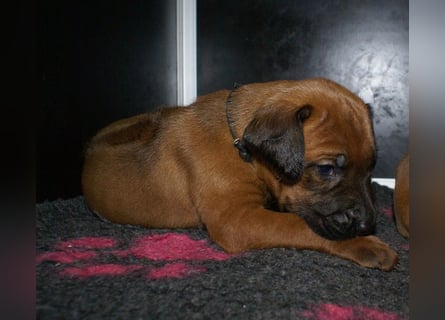 wunderschöne Rhodesian Ridgeback Welpen ! ! ! absolut vitale und einwandfreie kleine Engel