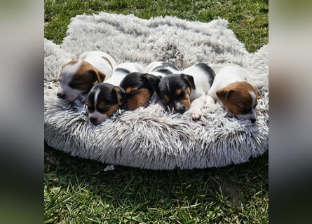 5 wunderschöne Jack Russel Terrier Welpen