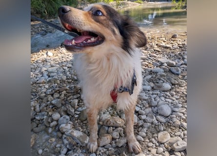 Axel - sanft, fröhlich, liebevoll mit Hund und Mensch - ein Traumtyp