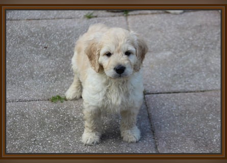 GOLDENDOODLE Traum ! Bezaubernde Welpen aus langjähriger+überprüfter Familienaufzucht.