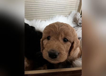 Goldendoodle F1 medium