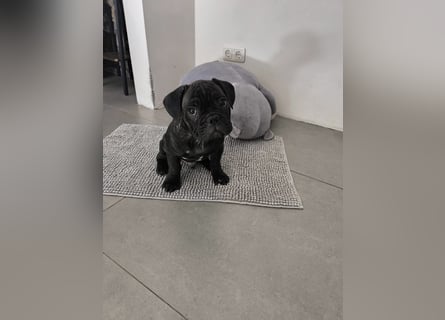 Wundervolle Bulldoggen-Welpen suchen ihr Für-Immer-Zuhause!
