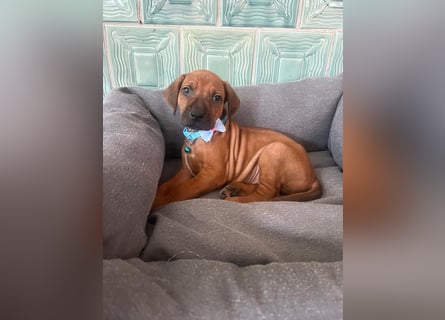 Rhodesien Ridgeback Welpen