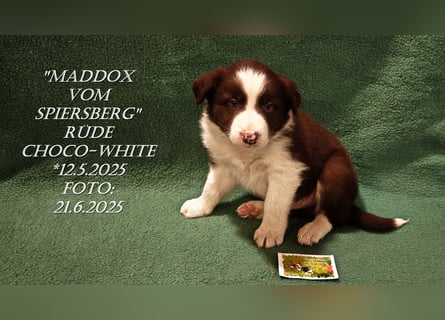 Border Collie-Welpen , black-,choco-,red-white und red-,black-merle