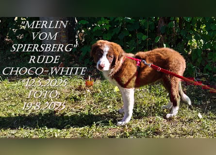 Border Collie-Welpen , black-, choco-,red-white und red-merle