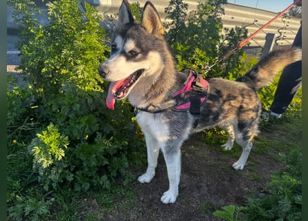 Lena: Familienhund sucht Familie