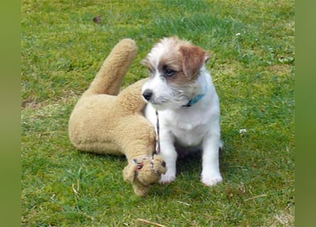 2 rassetypische Jack russell Terrier Rüdenwelpen 3 Monate alt