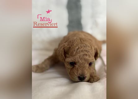 Maltipoo Welpen