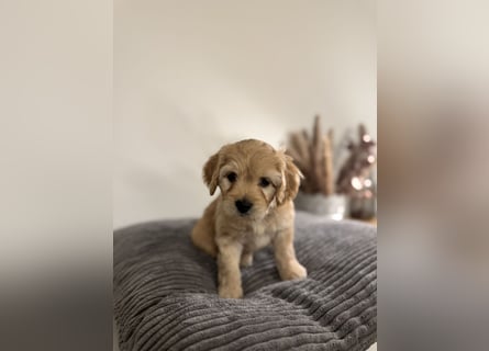 Cavapoo Welpen