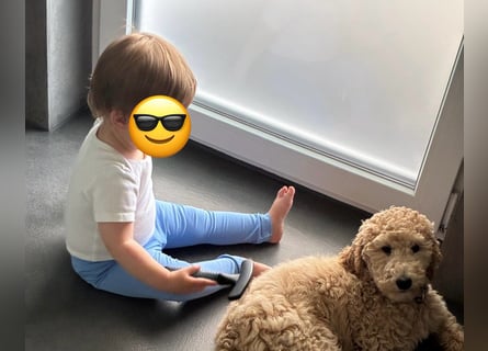 Goldendoodle apricot, eine Hündin, Welpe, abgabebereit Golden Doodle