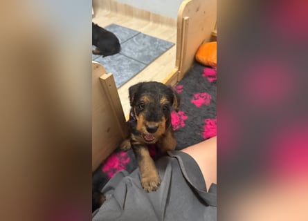 Typvolle Airedale Terrier Welpen aus Leistungszucht VDH/KfT