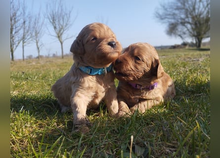 Wunderschöne Labradoodle Welpen