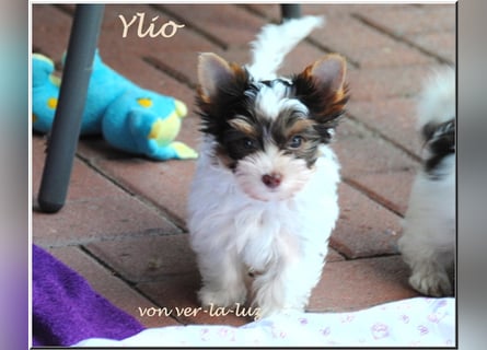 zwei kleine Biro Yorkshire Terrier Welpen