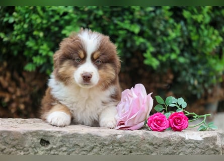 Mini American Shepherd (Showlinie)