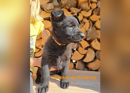 DSH Deutscher Schäferhund - Welpen lackschwarz