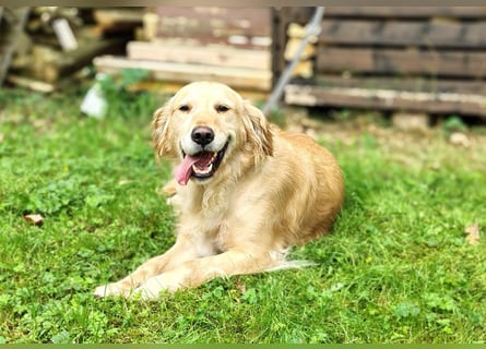 Golden Retriever Hündin erwachsen