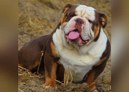 english Bulldogwelpen (Rarität!!)