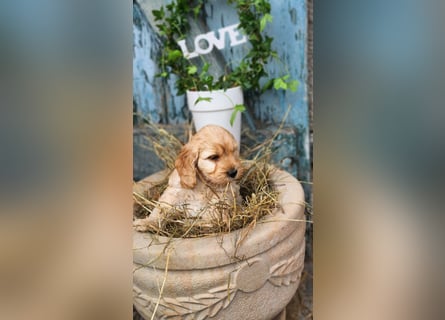 Cockapoo Welpen Englisch Cockerspaniel x Pudel
