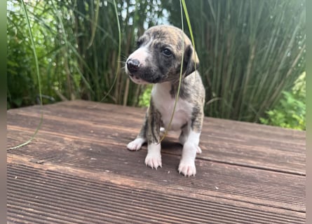 Whippet-Welpen – B-Wurf (VDH/WCD) – Liebevoll & Familiär aufgezogen