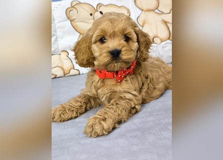 Schöne Cockapoo-Welpen