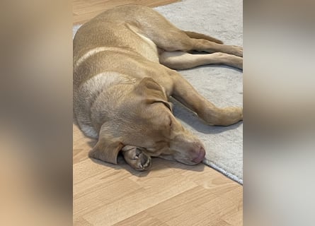 Labrador 11 Monate in erfahrene Hände