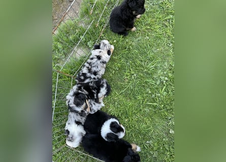 Einzigartige Mini Aussies