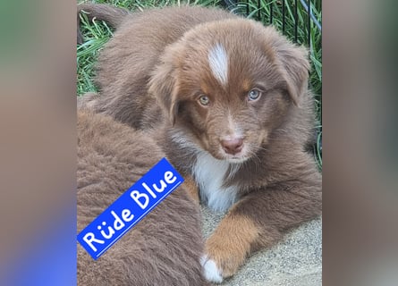 Australian Shepherd Welpen bald abgabebereit!