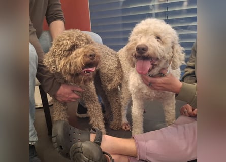 Lagotto Romagnolo Welpen mit LRWD e.V./ VDH Papieren