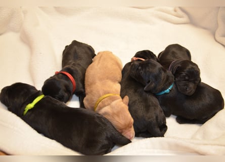 Reinrassige Labradorwelpen (Arbeitslinie)drei schwarze Mädels suchen ein schöne Zuhause