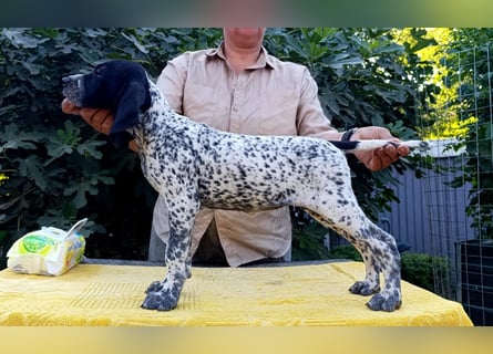 Braque d'Auvergne (Auvergne Vorstehhund) Welpe