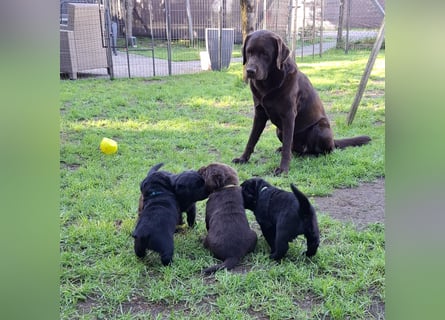 Labrador Welpen mit Ahnentafel