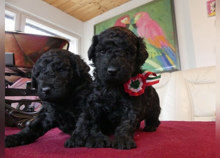 Mudidoodle ( Mudi - M. Pudel) Welpen