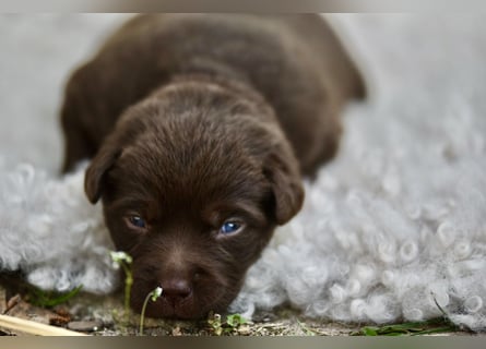 Aussiedor Aussiedorwelpe Welpe Australien Shepherd x Labrador