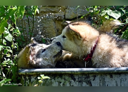 Zuchtstätte Silberglanz- C-Wurf / Alaskan Malamute Welpen - 3 Weibchen/2 Rüden