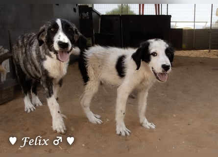 Felix und Freddie suchen absofort ein Zuhause