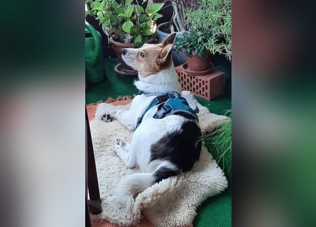 ❤️ superlieber Schmusebär BARNEY - 2,5 Jahre, 28cm/9kg - Jack-Russell-Mix ❤️