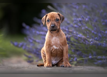 Rhodesian Ridgeback Welpen mit FCI-Ahnentafel