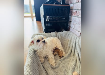 Wunderschöne Maltipoo Welpen!!! (Malteser/Zwergpudel)