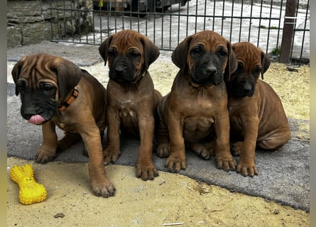 Rhodesian Ridgeback Welpen