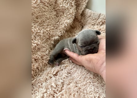 Gesunde Sportliche Französische Bulldoggen aus Familienzucht!