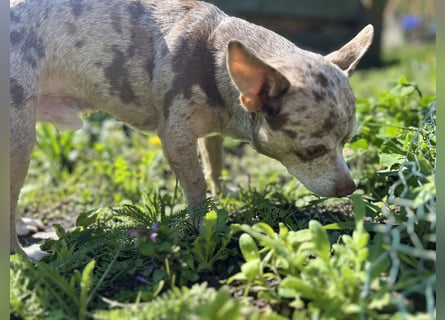 Chihuahua mix Welpen